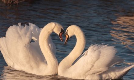Keindahan Dan Keunikan Angsa: Burung Air Yang Elegan Di Dunia