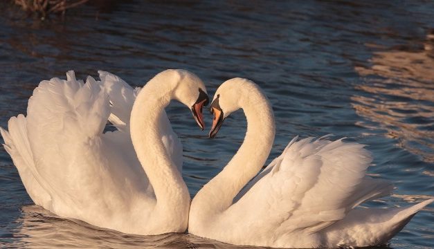 Keindahan Dan Keunikan Angsa: Burung Air Yang Elegan Di Dunia