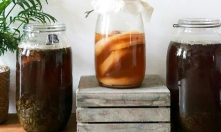 Mitos Dan Fakta Seputar Kombucha Yang Perlu Kamu Tahu