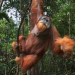 Fakta Menarik Orang Utan Yang Jarang Diketahui