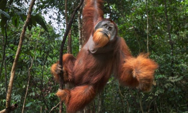 Fakta Menarik Orang Utan Yang Jarang Diketahui