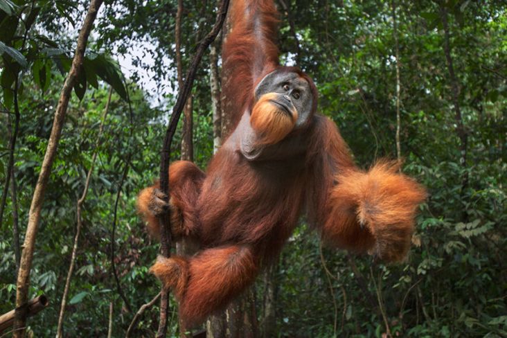 Fakta Menarik Orang Utan Yang Jarang Diketahui