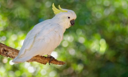 Kemampuan Meniru Suara Dan Bahasa Pada Burung Kakak Tua
