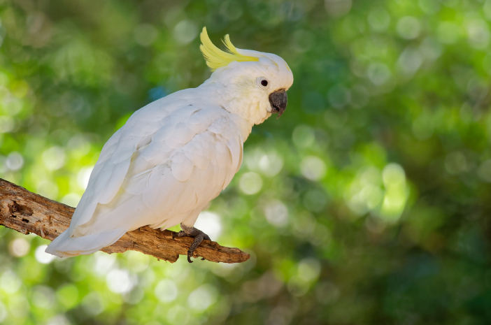 Kemampuan Meniru Suara Dan Bahasa Pada Burung Kakak Tua