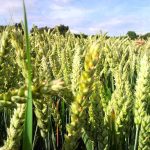 Tantangan Dan Peluang Pengembangan Gandum Lokal