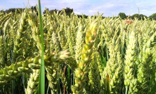 Tantangan Dan Peluang Pengembangan Gandum Lokal