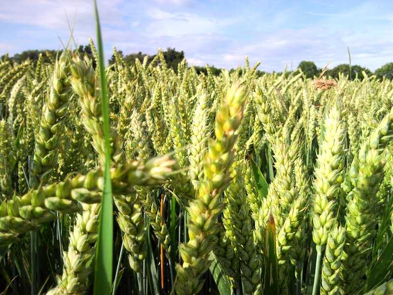 Tantangan Dan Peluang Pengembangan Gandum Lokal