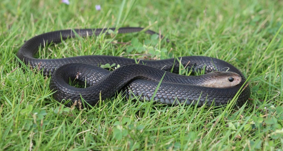 Tips Aman Menghadapi Ular Di Lingkungan Rumah