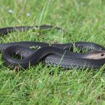 Tips Aman Menghadapi Ular Di Lingkungan Rumah