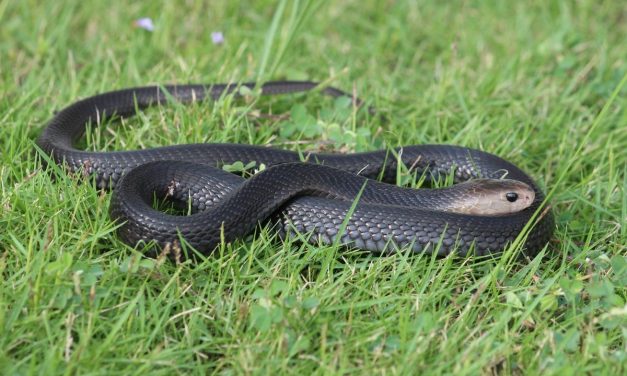 Tips Aman Menghadapi Ular Di Lingkungan Rumah