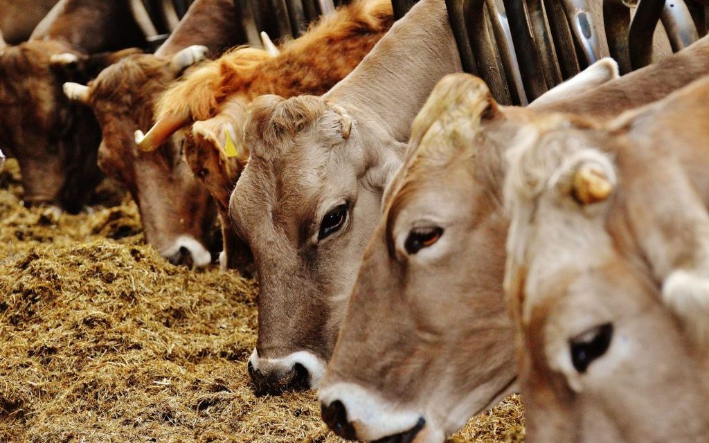 Cara Memilih Bibit Sapi Berkualitas Agar Cepat Gemuk