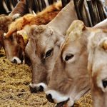 Cara Memilih Bibit Sapi Berkualitas Agar Cepat Gemuk
