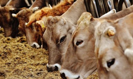 Cara Memilih Bibit Sapi Berkualitas Agar Cepat Gemuk