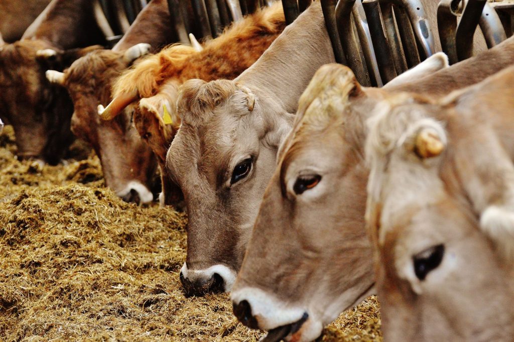 Cara Memilih Bibit Sapi Berkualitas Agar Cepat Gemuk