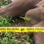 Upaya Pelestarian Gajah Sumatera Di Tengah Ekspansi Sawit