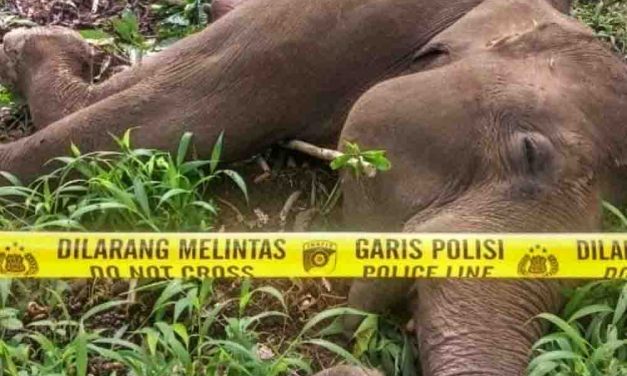 Upaya Pelestarian Gajah Sumatera Di Tengah Ekspansi Sawit