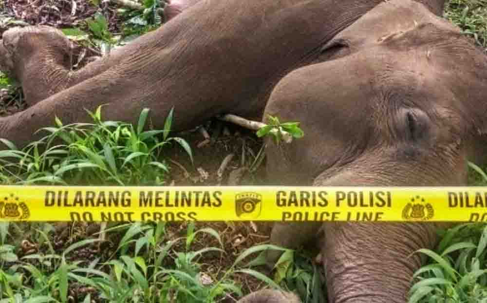 Upaya Pelestarian Gajah Sumatera Di Tengah Ekspansi Sawit