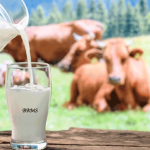 Manfaat Susu Sapi Untuk Kesehatan Tulang Dan Otot