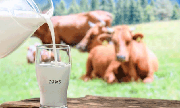 Manfaat Susu Sapi Untuk Kesehatan Tulang Dan Otot