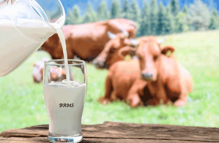 Manfaat Susu Sapi Untuk Kesehatan Tulang Dan Otot