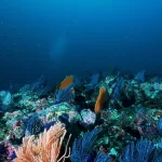 Keajaiban Laut Dunia: Fakta Menarik Kehidupan Bawah Laut
