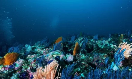Keajaiban Laut Dunia: Fakta Menarik Kehidupan Bawah Laut