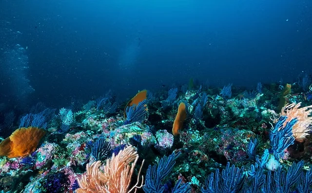 Keajaiban Laut Dunia: Fakta Menarik Kehidupan Bawah Laut