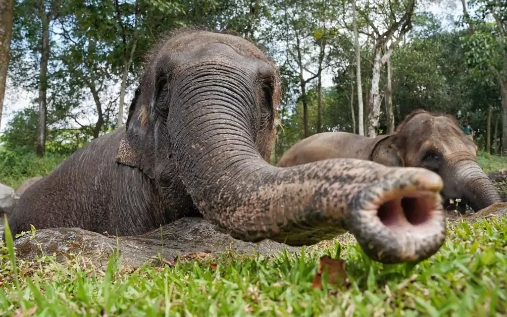 Gajah Sulong: Mengenal Satwa Dan Upaya Menjaga Kelestarian