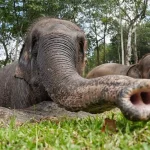 Gajah Sulong: Mengenal Satwa Dan Upaya Menjaga Kelestarian