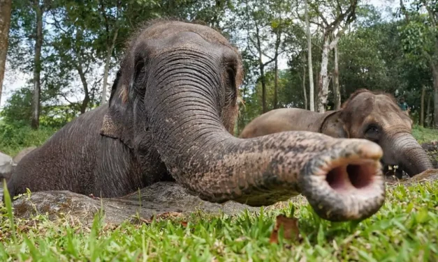 Gajah Sulong: Mengenal Satwa Dan Upaya Menjaga Kelestarian