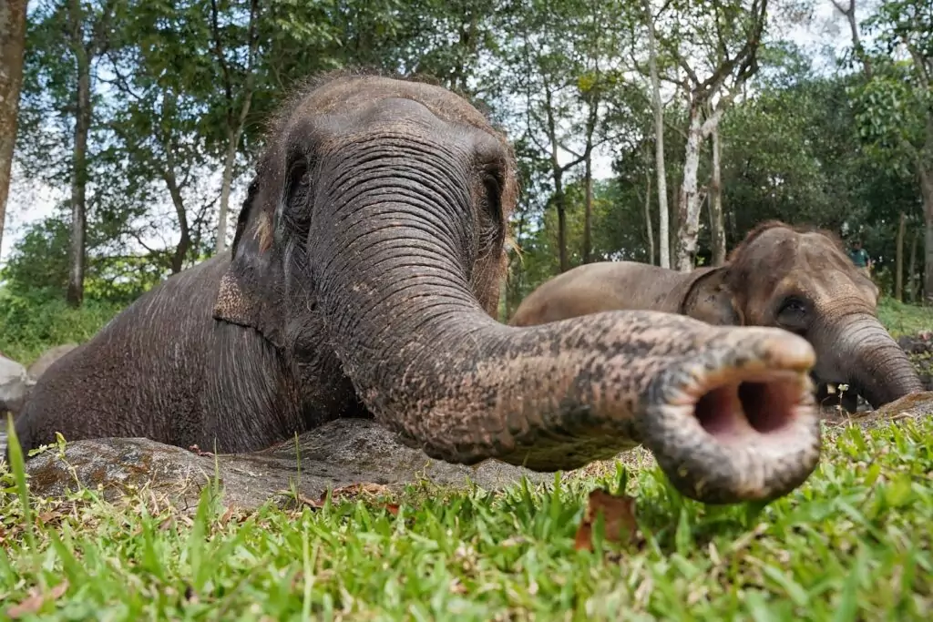 Gajah Sulong: Mengenal Satwa Dan Upaya Menjaga Kelestarian
