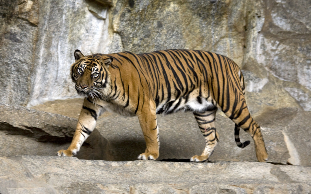 Harimau Sumatra: Satwa Langka Yang Harus Dilindungi