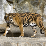 Harimau Sumatra: Satwa Langka Yang Harus Dilindungi