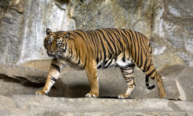 Harimau Sumatra: Satwa Langka Yang Harus Dilindungi