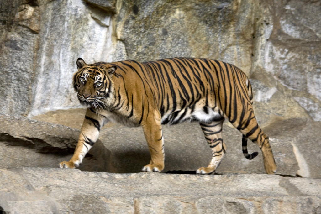 Harimau Sumatra: Satwa Langka Yang Harus Dilindungi