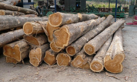 Jenis Kayu Berkualitas Tinggi Banyak Digunakan Di Indonesia