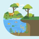 Ekosistem: Hubungan Makhluk Hidup Dan Lingkungan Sekitarnya
