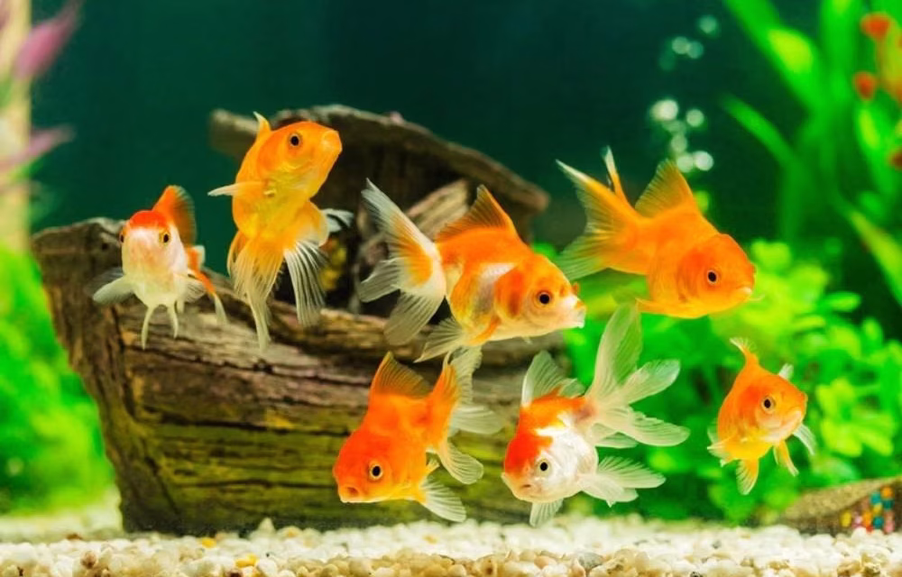 Ikan Hias: Panduan Memilih Dan Merawat Akuarium Di Rumah