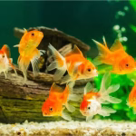 Ikan Hias: Panduan Memilih Dan Merawat Akuarium Di Rumah