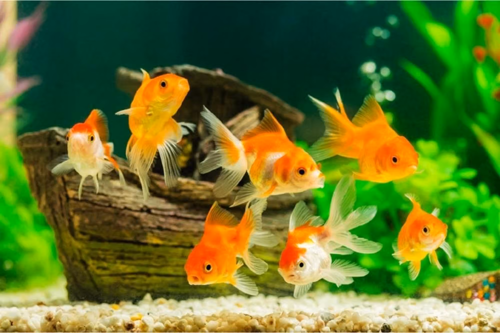 Ikan Hias: Panduan Memilih Dan Merawat Akuarium Di Rumah