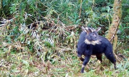 Satwa Langka: Pentingnya Melindungi Hewan Dan Habitat Alami