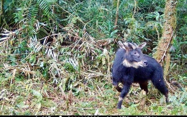 Satwa Langka: Pentingnya Melindungi Hewan Dan Habitat Alami