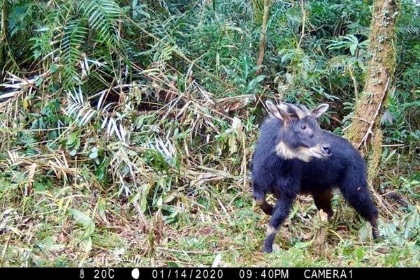 Satwa Langka: Pentingnya Melindungi Hewan Dan Habitat Alami