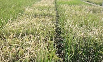 Sawah Terkena Penyakit: Gangguan Tanaman Dan Mengatasinya