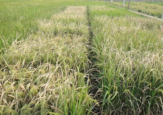 Sawah Terkena Penyakit: Gangguan Tanaman Dan Mengatasinya