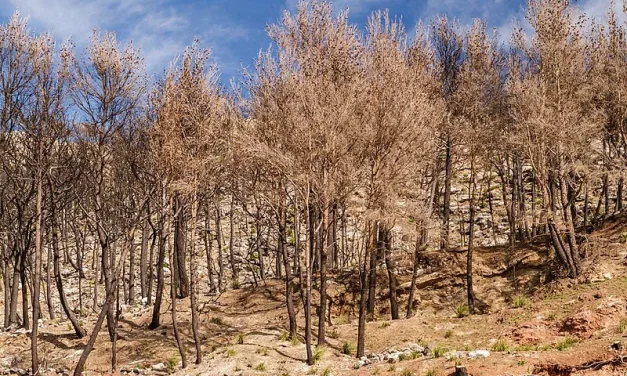 Hutan Tropis: Keanekaragaman Hayati Dan Keseimbangan Iklim
